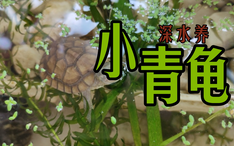 給烏龜喂食是直接扔水里嗎？——關(guān)于烏龜飼養(yǎng)的小知識(shí)